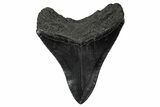 Serrated, Fossil Megalodon Tooth - South Carolina #340210-1